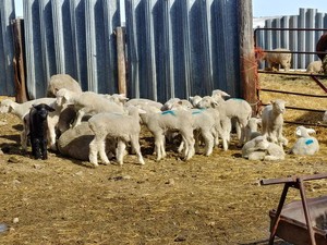 Friesz Family Farm LLC