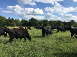 Box M Ranch Pasture Raised Beef