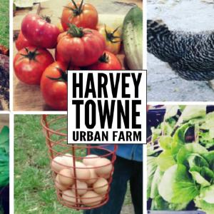Harvey Towne Urban Farm