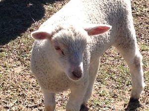 Pine Hill Farm