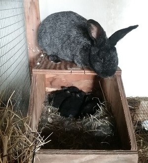 The Silver Fox Rabbit