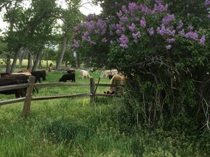 Holding Ranch