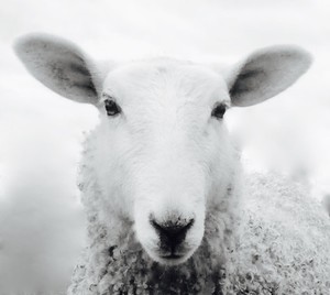 Windsor Wool Farm