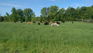 Watson Farms Pastured Meats