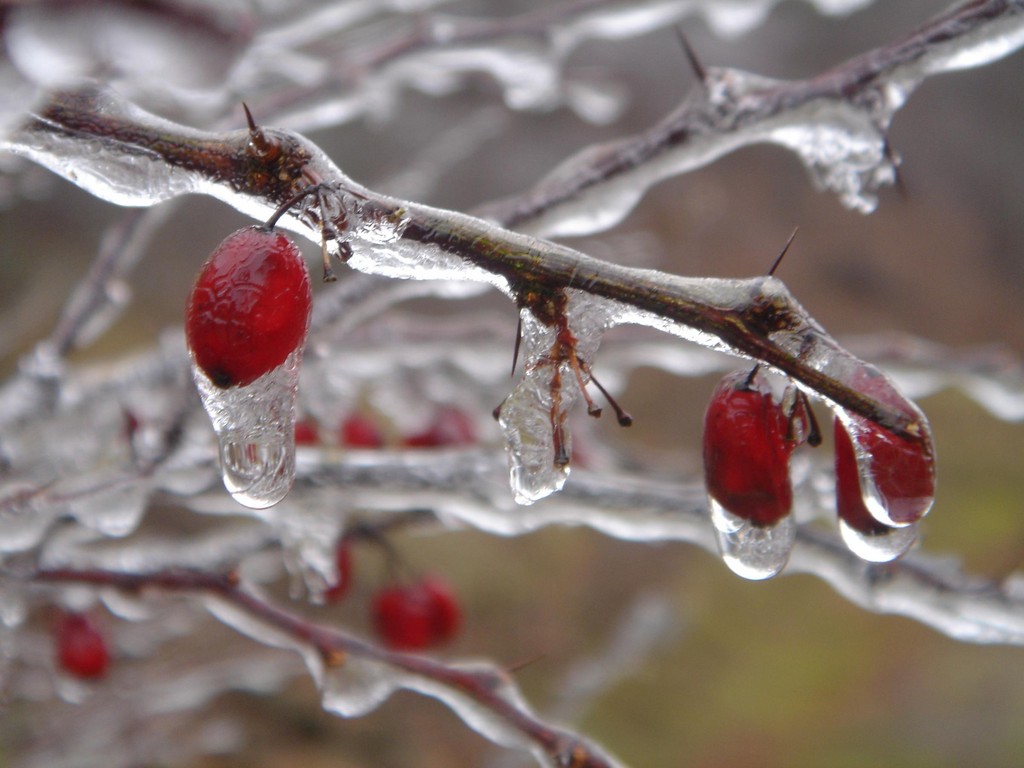 Scottsbluff Winter Farmers' Market - LocalHarvest