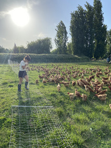 Hen and Harvest Farm