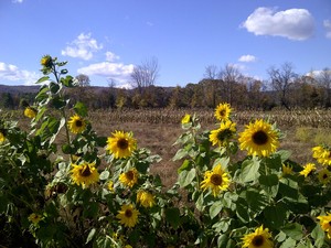 Yellow Stonehouse Farm