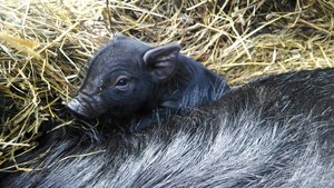 Mulefoot Farm