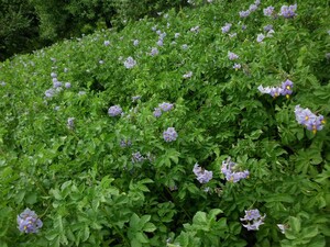 BZ Permaculture Farm Collective