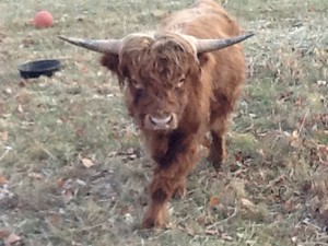 Stoneybrae Farm LLC