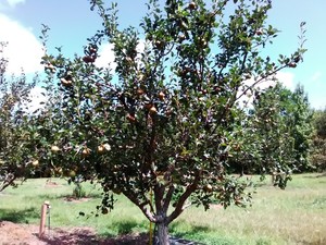 Hawkins Organic