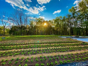 Yankee Street Farm and Garden, LLC