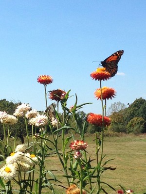 August Rising Acres
