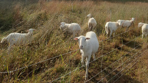 Trotter Creek Farm