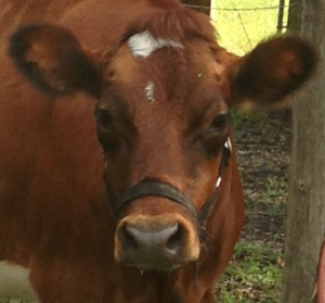 A&R Jersey Farm