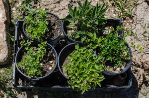 Murray Market Gardens