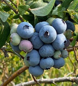 Mosier's Blueberry Farm