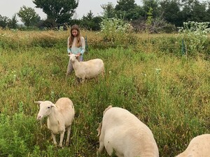 St. Croix Sheep
