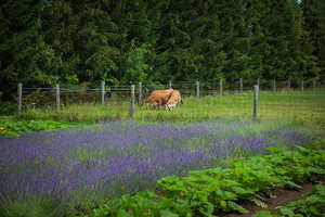 Country Cottage Primitives & Herb Farm