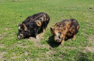 DD Acres