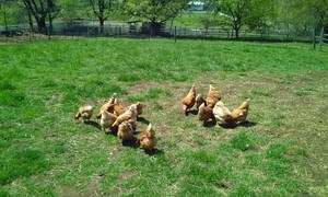 Juarez Farm