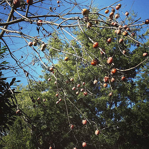 American Persimmon at Pale Blue Dot Farm