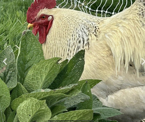 Persnickety Farm