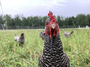 Farm Sol