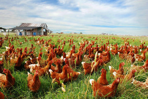 Coyote Creek Organic Feed Mill & Farm