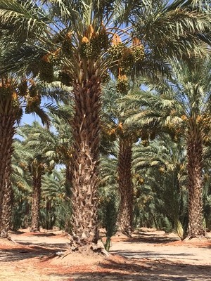 Marthas Gardens Date Farm