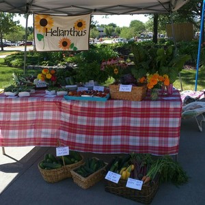 Helianthus Farm