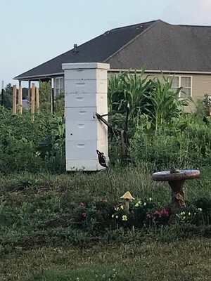 Ladybugacres