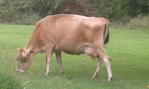 Mountain Forge Ranch LLC