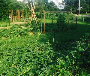 Renewed Roots Initiative