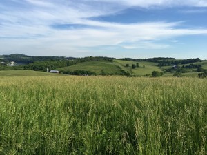 Covered Bridge Meadows