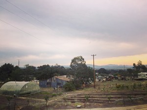 Rose Acres Farm