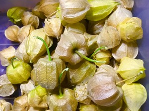 Aunt Molly's Ground Cherry