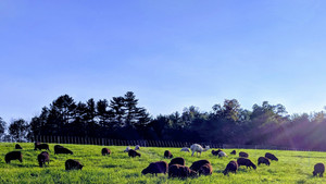 Loudonshire Farm
