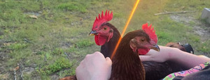 Smokehouse Farms