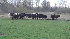 La Fountain's Pasture Raised Meats