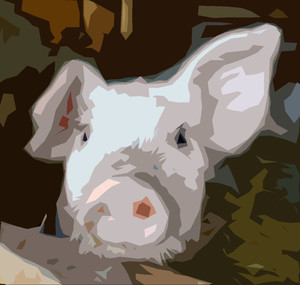 SpringWolf Farms