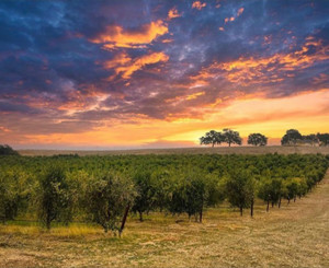 Templeton Olive Oil