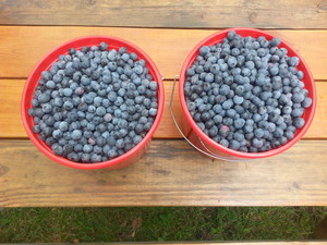 Blue Sky Farm