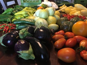 Gibson Farms