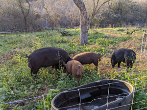 Culinary Life Farm