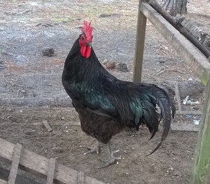 Wings and a Prayer Farm