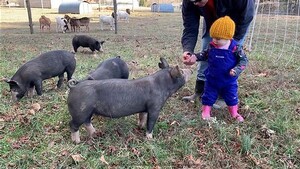County Line Farm