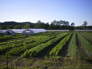 Dutchess Farm