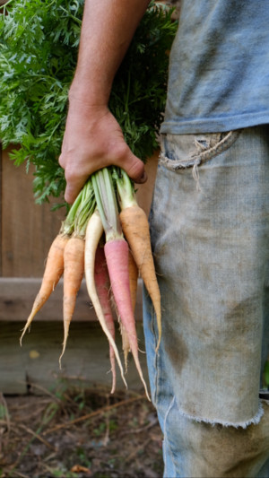 Colgan Farm LLC
