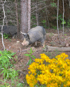 Jaros Family Farm